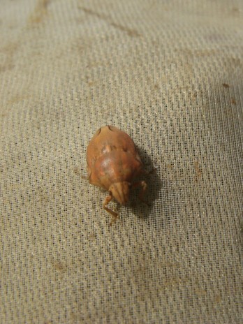 Heteroptera dei Colli Euganei